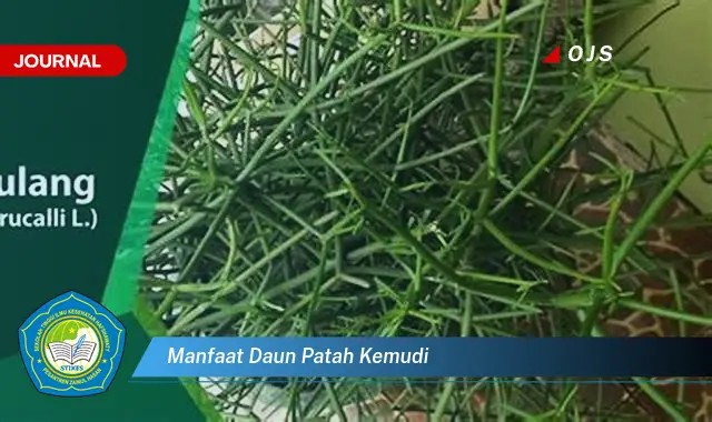 manfaat daun patah kemudi