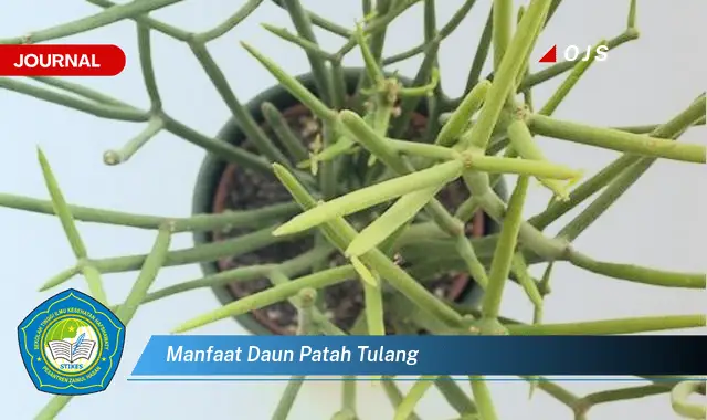 manfaat daun patah tulang