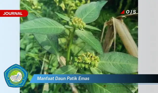 manfaat daun patik emas