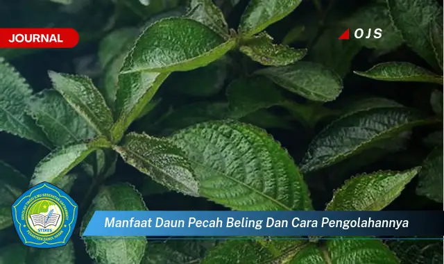 manfaat daun pecah beling dan cara pengolahannya