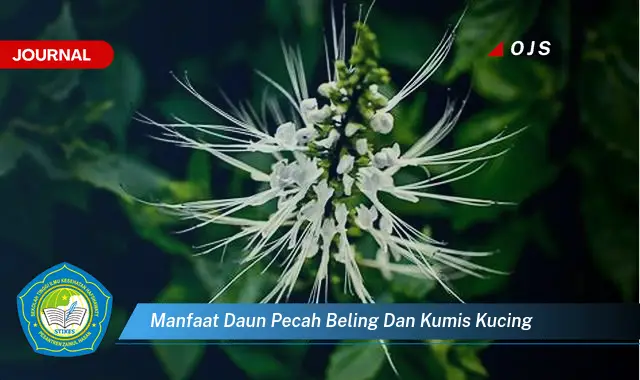 manfaat daun pecah beling dan kumis kucing