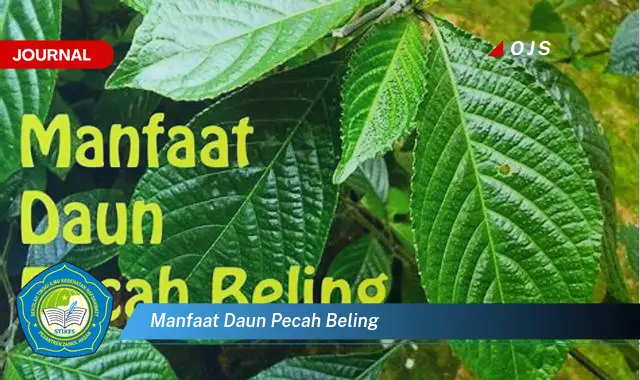 Ketahui 10 Manfaat Daun Pecah Beling untuk Kesehatan Anda