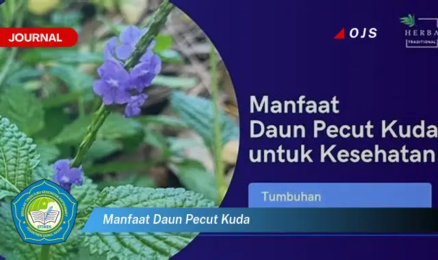 manfaat daun pecut kuda