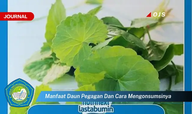 Ketahui 9 Manfaat Daun Pegagan untuk Kesehatan dan Cara Mengonsumsinya dengan Benar