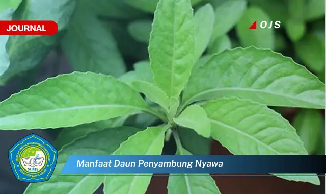 manfaat daun penyambung nyawa