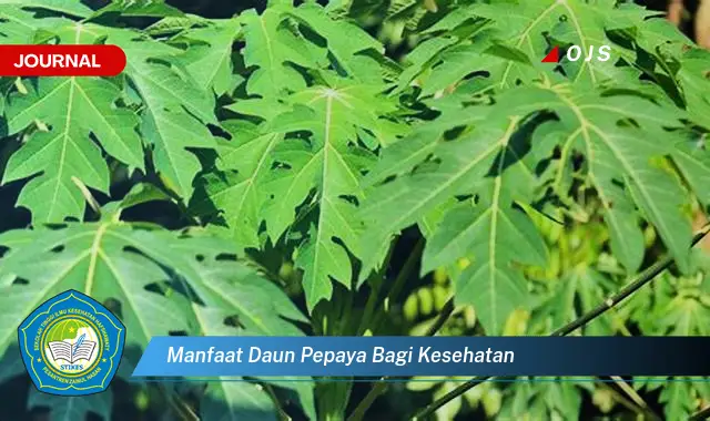 manfaat daun pepaya bagi kesehatan