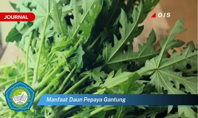 manfaat daun pepaya gantung