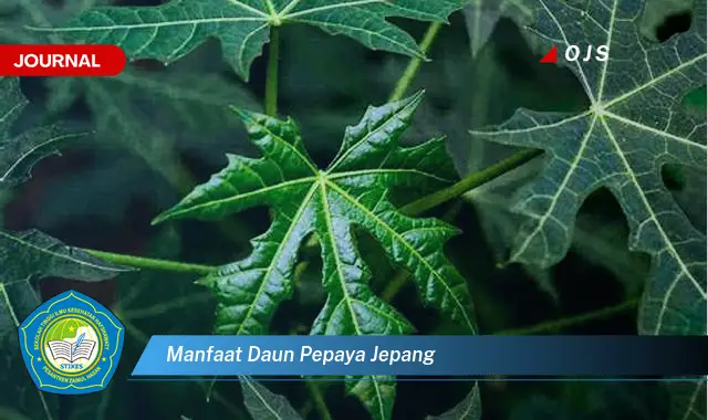 manfaat daun pepaya jepang