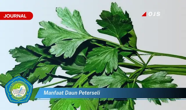 manfaat daun peterseli