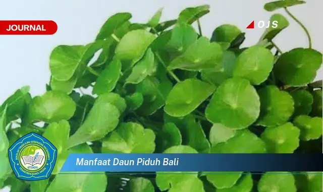 manfaat daun piduh bali