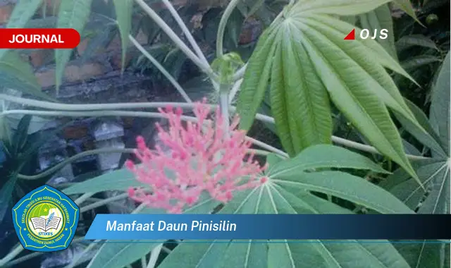 manfaat daun pinisilin