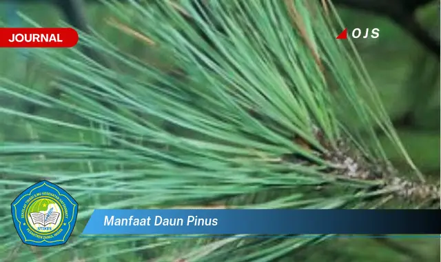 manfaat daun pinus