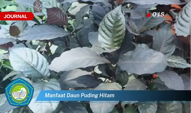 manfaat daun puding hitam