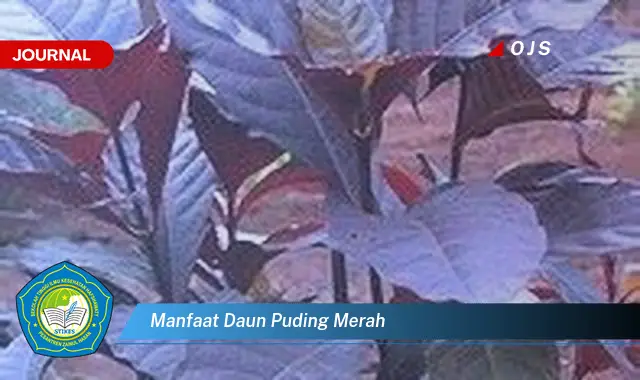 manfaat daun puding merah