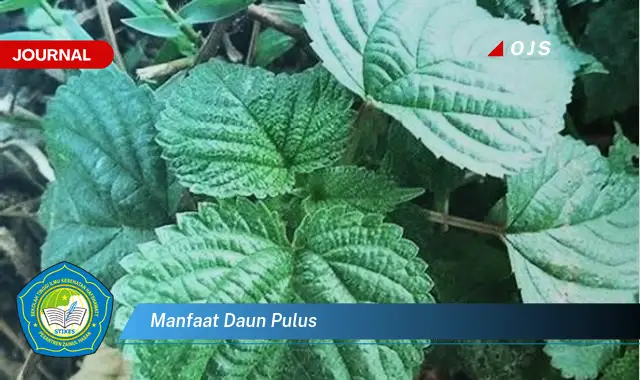 manfaat daun pulus