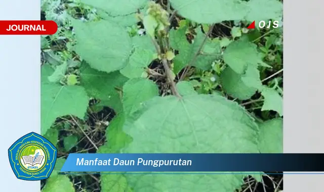 manfaat daun pungpurutan