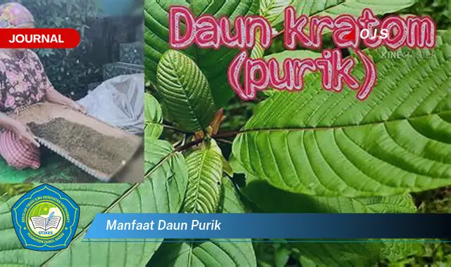 manfaat daun purik