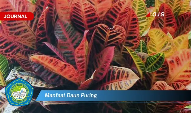 manfaat daun puring