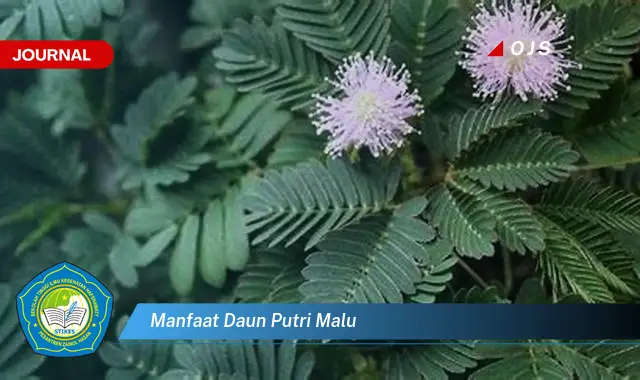 manfaat daun putri malu