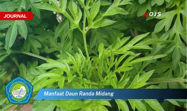 manfaat daun randa midang