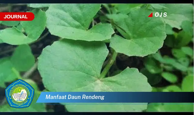 manfaat daun rendeng