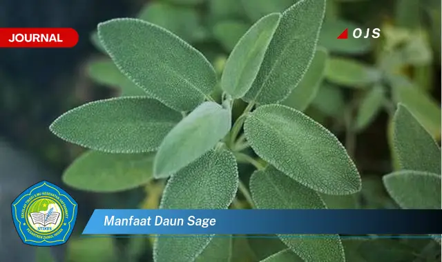 manfaat daun sage