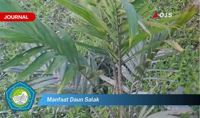 manfaat daun salak