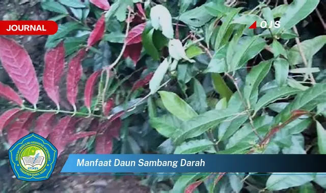 manfaat daun sambang darah