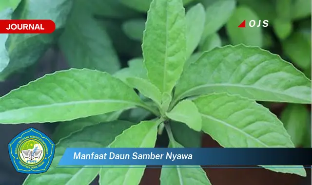 manfaat daun samber nyawa