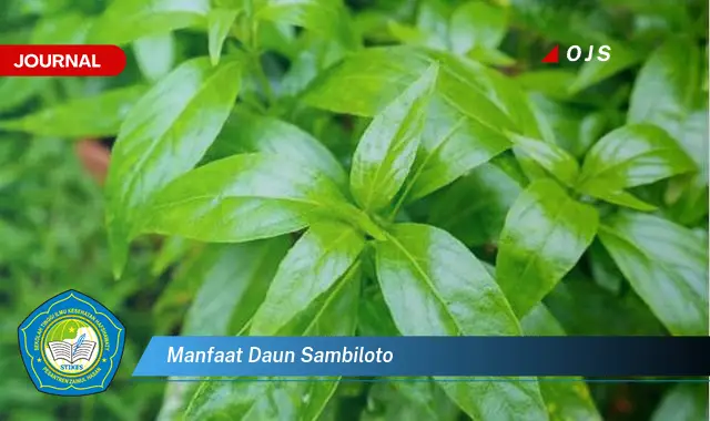 manfaat daun sambiloto