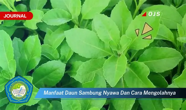 manfaat daun sambung nyawa dan cara mengolahnya