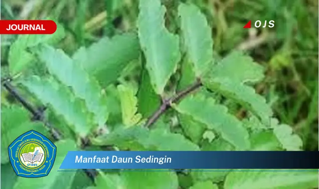 manfaat daun sedingin