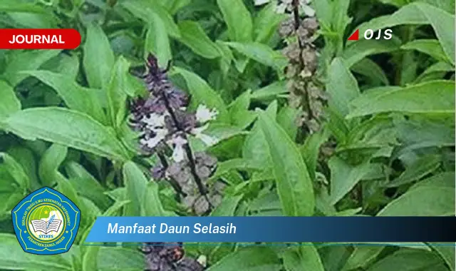 manfaat daun selasih