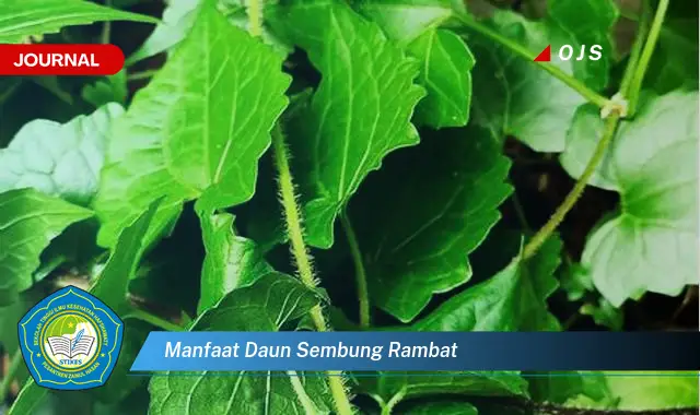 manfaat daun sembung rambat