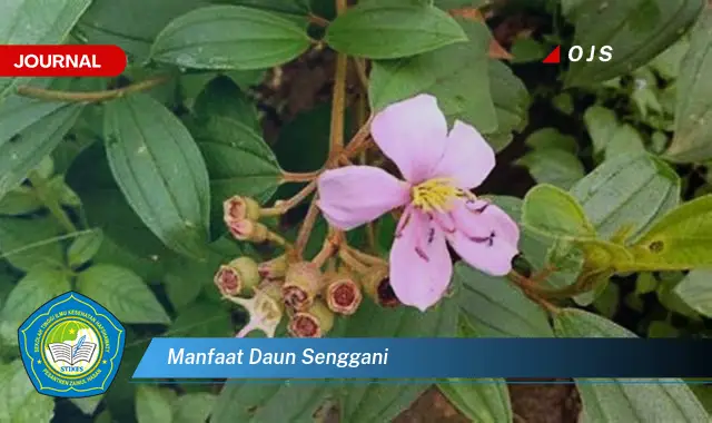 manfaat daun senggani