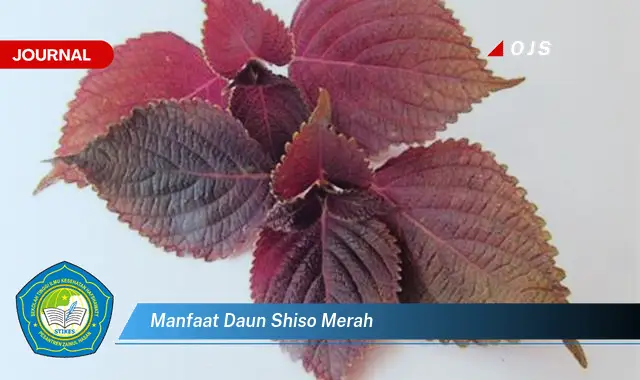 manfaat daun shiso merah