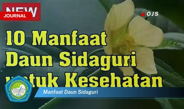 manfaat daun sidaguri