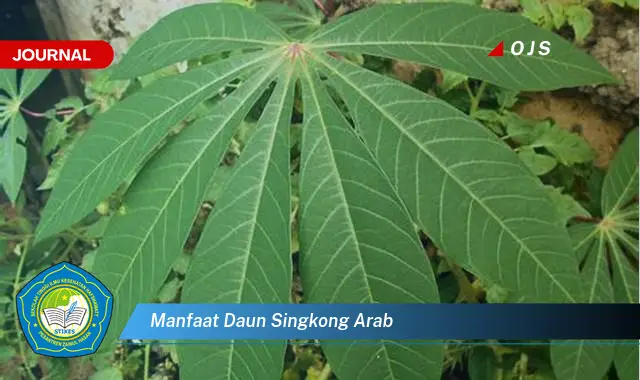 manfaat daun singkong arab