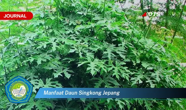 manfaat daun singkong jepang