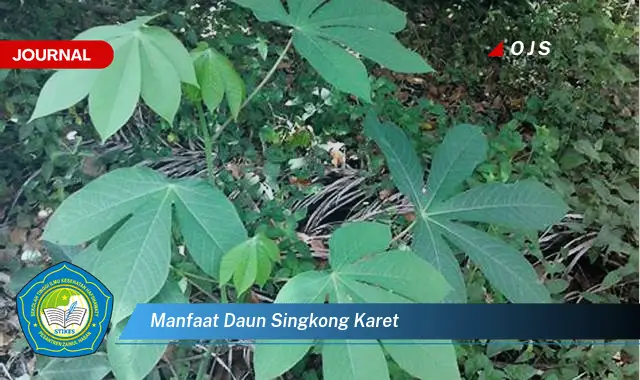 manfaat daun singkong karet