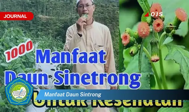 manfaat daun sintrong