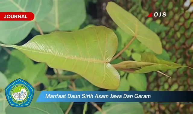 manfaat daun sirih asam jawa dan garam