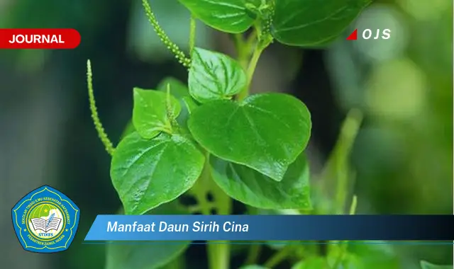 manfaat daun sirih cina