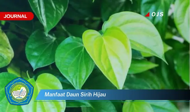 manfaat daun sirih hijau