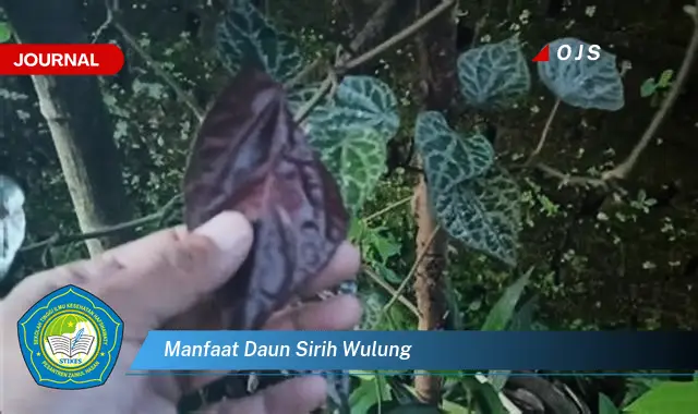 manfaat daun sirih wulung