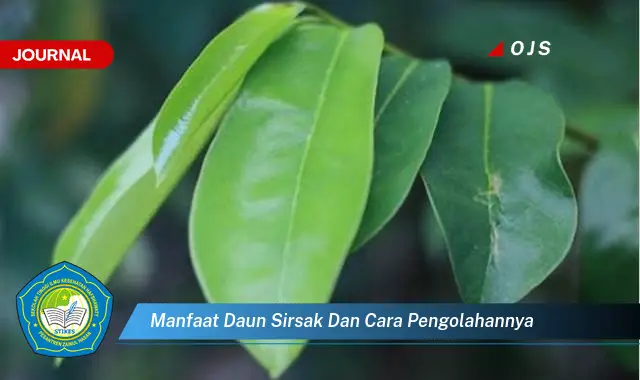 manfaat daun sirsak dan cara pengolahannya