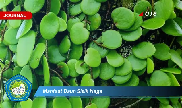 manfaat daun sisik naga