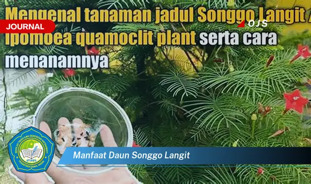 manfaat daun songgo langit