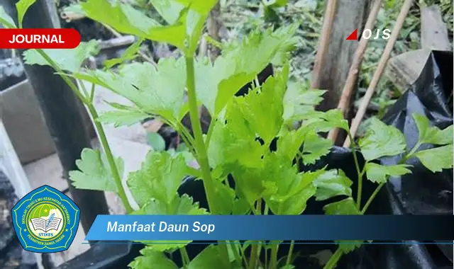 Ketahui 9 Manfaat Daun Sop untuk Kesehatan dan Kecantikan Anda