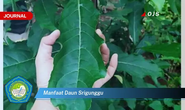 manfaat daun srigunggu